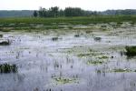 <img150*0:stuff/z/169023/Michigan%2520Marsh.1/i1277849732_8.jpg>