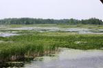 <img150*0:stuff/z/169023/Michigan%2520Marsh.1/i1277849732_9.jpg>