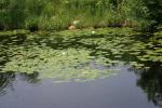 <img150*0:stuff/z/169023/Michigan%2520Marsh.1/i1277849733_13.jpg>