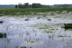 <img150*0:stuff/z/169023/Michigan%2520Marsh.1/i1277849733_14.jpg>