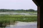 <img150*0:stuff/z/169023/Michigan%2520Marsh.1/i1277849733_15.jpg>