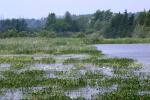 <img150*0:stuff/z/169023/Michigan%2520Marsh.1/i1277849733_16.jpg>