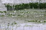 <img150*0:stuff/z/169023/Michigan%2520Marsh.1/i1277849733_17.jpg>