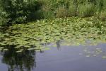<img150*0:stuff/z/169023/Michigan%2520Marsh.1/i1277849733_18.jpg>