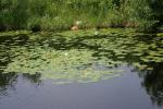 <img150*0:stuff/z/169023/Michigan%2520Marsh.1/i1277849733_19.jpg>