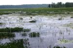 <img150*0:stuff/z/169023/Michigan%2520Marsh.1/i1277849733_20.jpg>