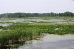 <img150*0:stuff/z/169023/Michigan%2520Marsh.1/i1277849733_21.jpg>