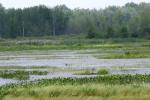 <img150*0:stuff/z/169023/Michigan%2520Marsh.1/i1277849733_22.jpg>