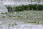 <img150*0:stuff/z/169023/Michigan%2520Marsh.1/i1277849733_23.jpg>