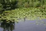 <img150*0:stuff/z/169023/Michigan%2520Marsh.1/i1277849734_24.jpg>