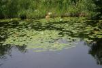 <img150*0:stuff/z/169023/Michigan%2520Marsh.1/i1277849734_25.jpg>
