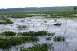 <img150*0:stuff/z/169023/Michigan%2520Marsh.1/i1277849734_26.jpg>