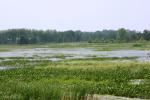 <img150*0:stuff/z/169023/Michigan%2520Marsh.1/i1277849734_27.jpg>
