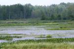 <img150*0:stuff/z/169023/Michigan%2520Marsh.1/i1277849734_28.jpg>