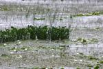 <img150*0:stuff/z/169023/Michigan%2520Marsh.1/i1277849734_29.jpg>