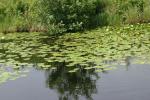 <img150*0:stuff/z/169023/Michigan%2520Marsh.1/i1277849734_30.jpg>