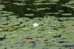 <img150*0:stuff/z/169023/Michigan%2520Marsh.1/i1277849734_31.jpg>