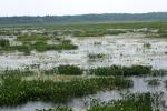 <img150*0:stuff/z/169023/Michigan%2520Marsh.1/i1277849734_32.jpg>