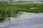<img150*0:stuff/z/169023/Michigan%2520Marsh.1/i1277849734_33.jpg>