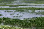 <img150*0:stuff/z/169023/Michigan%2520Marsh.1/i1277849734_34.jpg>