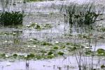 <img150*0:stuff/z/169023/Michigan%2520Marsh.1/i1277849735_35.jpg>