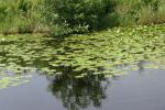 <img150*0:stuff/z/169023/Michigan%2520Marsh.1/i1277849735_36.jpg>