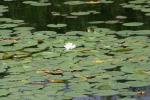 <img150*0:stuff/z/169023/Michigan%2520Marsh.1/i1277849735_37.jpg>