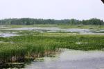 <img150*0:stuff/z/169023/Michigan%2520Marsh.1/i1277849735_38.jpg>
