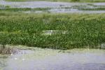 <img150*0:stuff/z/169023/Michigan%2520Marsh.1/i1277849735_39.jpg>