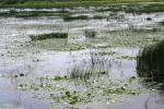 <img150*0:stuff/z/169023/Michigan%2520Marsh.1/i1277849735_40.jpg>