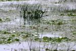 <img150*0:stuff/z/169023/Michigan%2520Marsh.1/i1277849735_41.jpg>