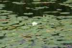 <img150*0:stuff/z/169023/Michigan%2520Marsh.2/i1277850405_2.jpg>