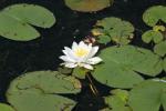 <img150*0:stuff/z/169023/Michigan%2520Marsh.2/i1277850405_3.jpg>