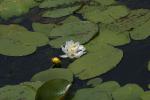 <img150*0:stuff/z/169023/Michigan%2520Marsh.2/i1277850405_4.jpg>