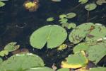 <img150*0:stuff/z/169023/Michigan%2520Marsh.2/i1277850405_5.jpg>