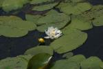 <img150*0:stuff/z/169023/Michigan%2520Marsh.2/i1277850406_10.jpg>