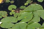 <img150*0:stuff/z/169023/Michigan%2520Marsh.2/i1277850406_11.jpg>
