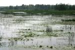 <img150*0:stuff/z/169023/Michigan%2520Marsh.2/i1277850406_12.jpg>