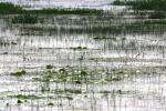 <img150*0:stuff/z/169023/Michigan%2520Marsh.2/i1277850406_13.jpg>