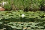 <img150*0:stuff/z/169023/Michigan%2520Marsh.2/i1277850406_14.jpg>
