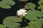 <img150*0:stuff/z/169023/Michigan%2520Marsh.2/i1277850406_15.jpg>