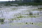 <img150*0:stuff/z/169023/Michigan%2520Marsh.2/i1277850406_6.jpg>