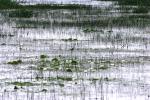 <img150*0:stuff/z/169023/Michigan%2520Marsh.2/i1277850406_7.jpg>