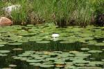 <img150*0:stuff/z/169023/Michigan%2520Marsh.2/i1277850406_8.jpg>