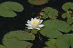 <img150*0:stuff/z/169023/Michigan%2520Marsh.2/i1277850406_9.jpg>