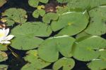 <img150*0:stuff/z/169023/Michigan%2520Marsh.2/i1277850407_17.jpg>