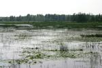 <img150*0:stuff/z/169023/Michigan%2520Marsh.2/i1277850407_18.jpg>