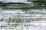 <img150*0:stuff/z/169023/Michigan%2520Marsh.2/i1277850407_19.jpg>