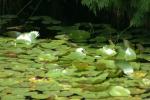 <img150*0:stuff/z/169023/Michigan%2520Marsh.2/i1277850407_20.jpg>
