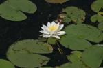 <img150*0:stuff/z/169023/Michigan%2520Marsh.2/i1277850407_21.jpg>